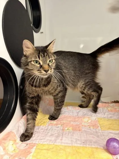 An adult small-sized female Domestic Medium Hair cat named Sapphire for adoption in Roseville, CA