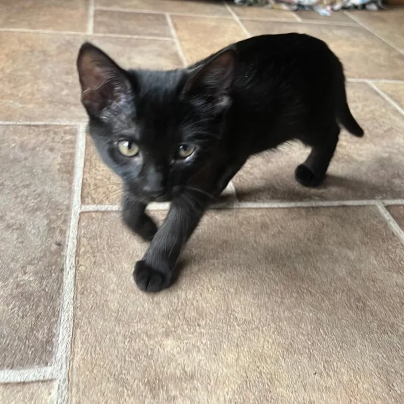 A baby small-sized male Black Domestic Short Hair cat named Prince for adoption in Conroe, TX