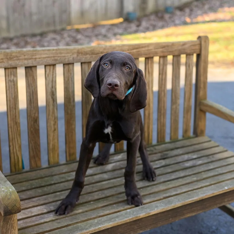 Racer  Rex & thumbnail 2