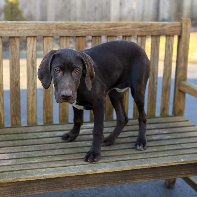 Racer  Rex & thumbnail 3