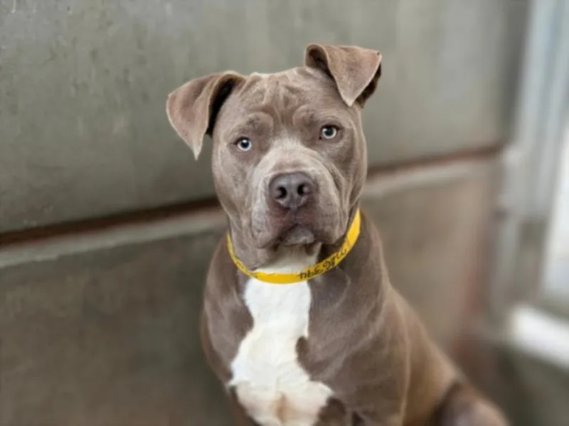 A young large-sized male Pit Bull Terrier dog named Sunny Boy for adoption in San Pedro, CA