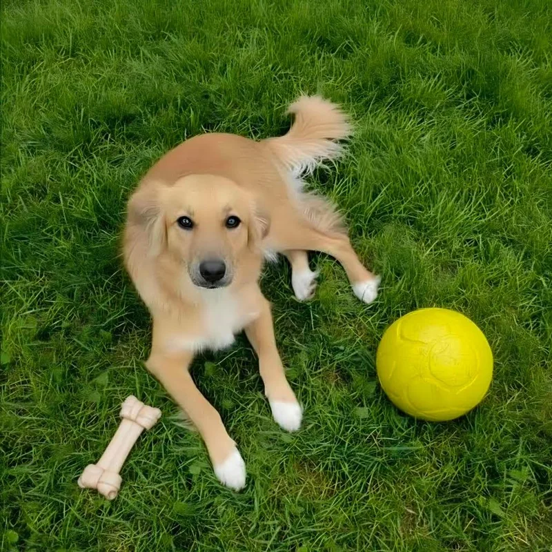 A young medium-sized female Yellow / Tan / Blond / Fawn Australian Shepherd dog named AUROSandy for adoption in Aurora, MO