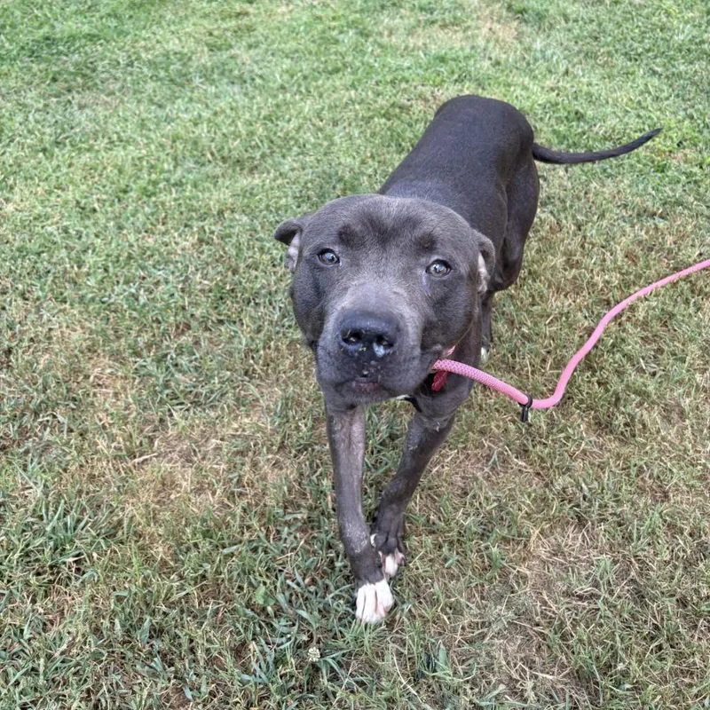 An adult medium-sized male Gray / Blue / Silver Mixed Breed dog named Deputy for adoption in Greenville, SC