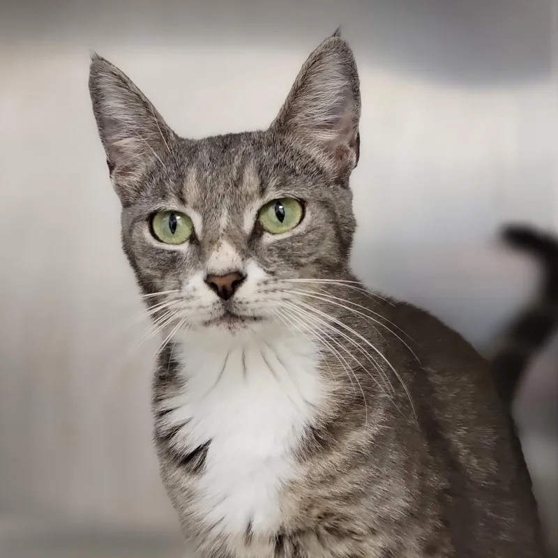 A young medium-sized female Gray / Blue / Silver Domestic Short Hair cat named Cirrus for adoption in Sarasota, FL