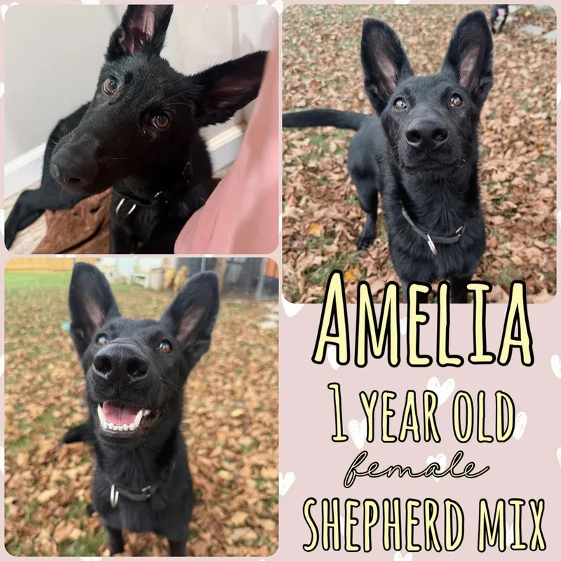A young medium-sized female German Shepherd Dog dog named Amelia for adoption in Grantville, PA