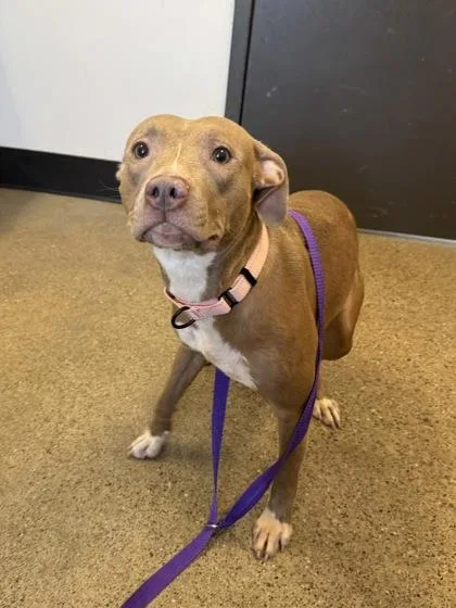 A baby medium-sized female Brown / Chocolate Pit Bull Terrier dog named Venus for adoption in Cleveland, OH