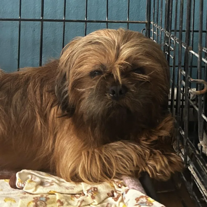 An adult small-sized male Brown / Chocolate Mixed Breed dog named Weasley Armstrong B for adoption in Leander, TX