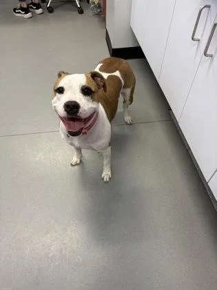 An adult medium-sized female Mixed Breed dog named Apple for adoption in West Chester, PA