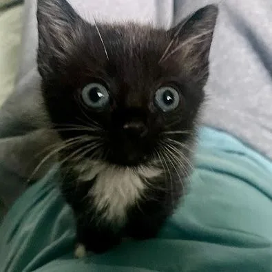 A baby small-sized female Black Domestic Short Hair cat named Frosty for adoption in Calverton, NY