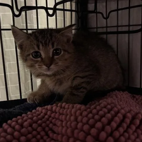 A baby medium-sized male Tabby (Brown / Chocolate) Domestic Short Hair cat named Puma for adoption in Prince Frederick, MD