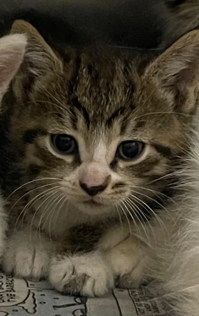 A baby small-sized female Domestic Short Hair cat named Penny for adoption in Henderson, NC