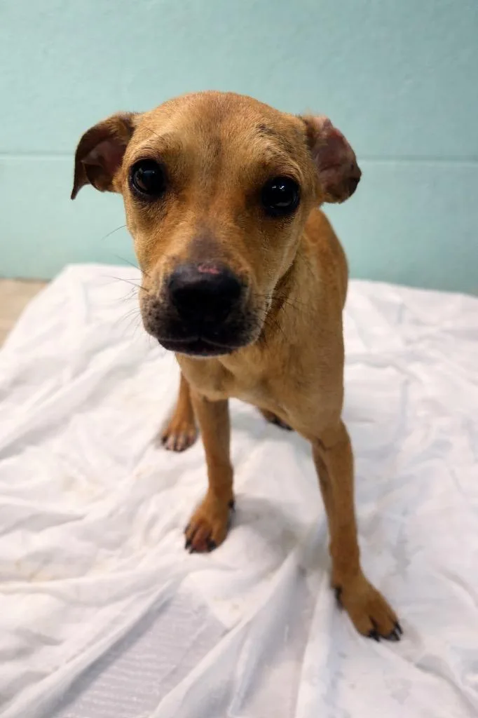 A young small-sized female Mixed Breed dog named Erica Sinclair for adoption in Chickamauga , GA