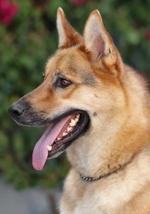A young large-sized male Black German Shepherd Dog dog named Hogan von Hof for adoption in Los Angeles, CA