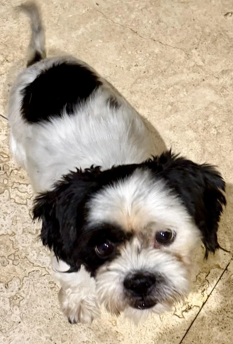 Hypoallergenic Purebred Shih Tzu