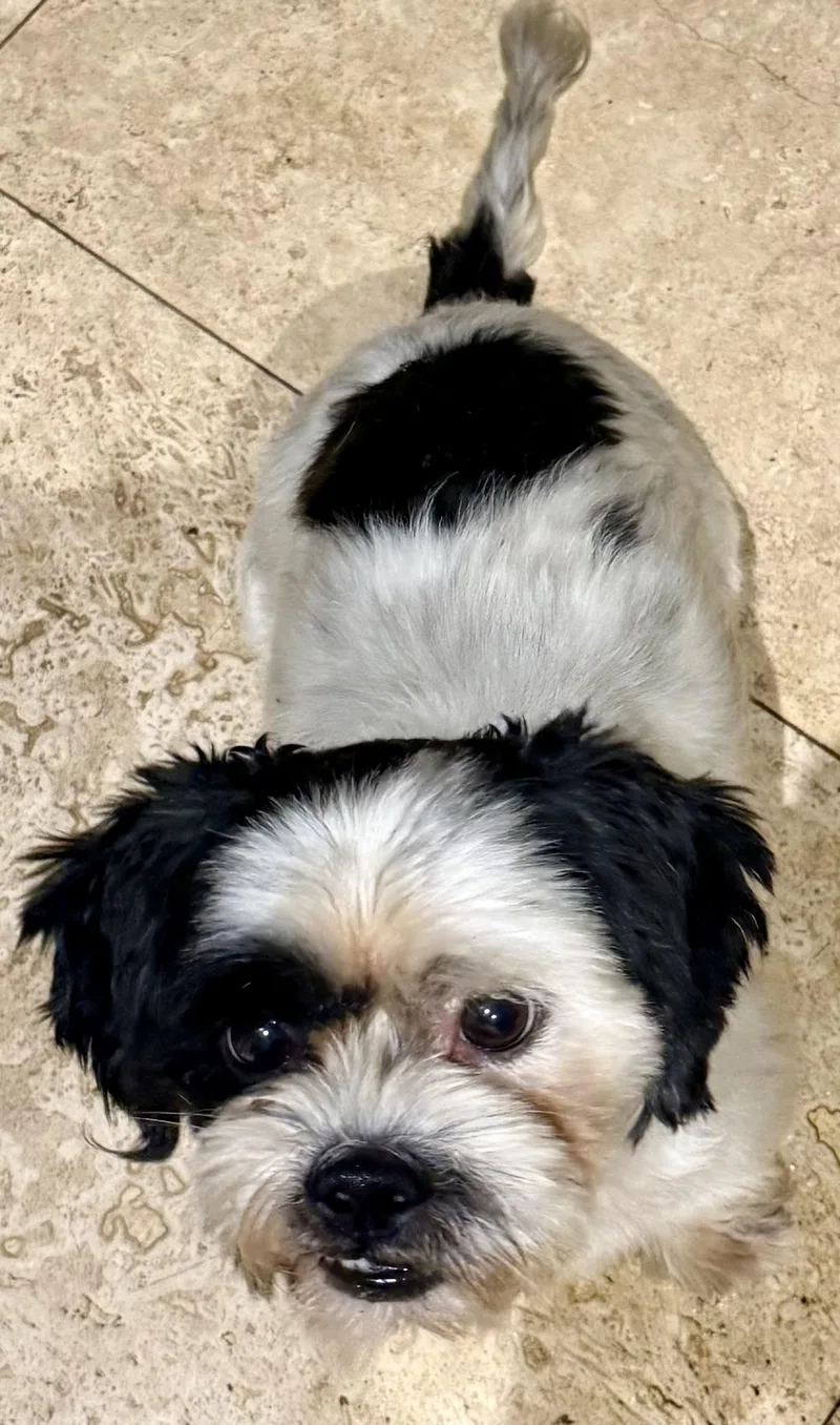 Hypoallergenic Purebred Shih Tzu thumbnail 2