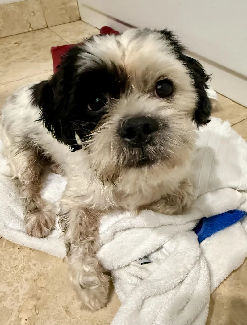 Hypoallergenic Purebred Shih Tzu thumbnail 3