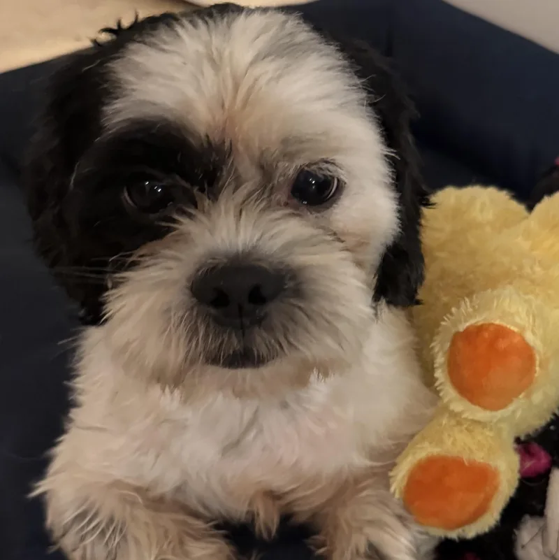 Hypoallergenic Purebred Shih Tzu thumbnail 4