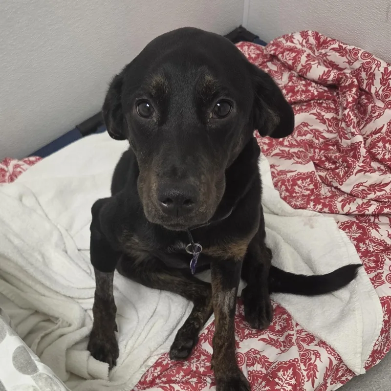 A young medium-sized female Black Mixed Breed dog named Serafina for adoption in Evanston, IL