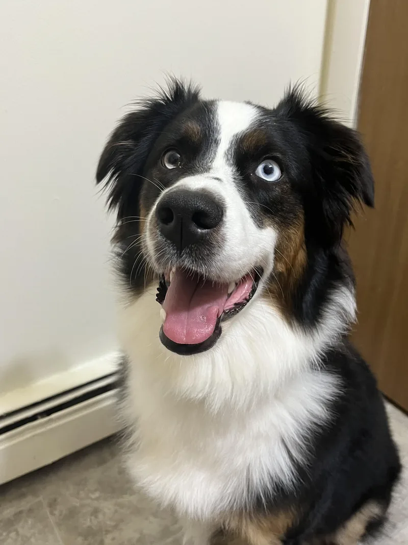 An adult medium-sized female Tricolor (Brown, Black, & White) Australian Shepherd dog named Moon for adoption in Alexandria, VA