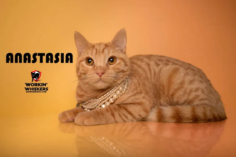 Anastasia thumbnail 2