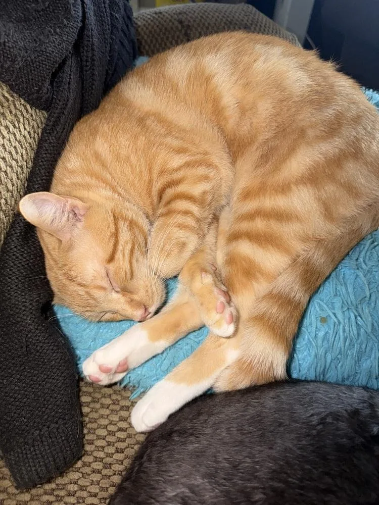 A young medium-sized male Orange & White Domestic Short Hair cat named Cheddar Cheese for adoption in Greensboro, NC
