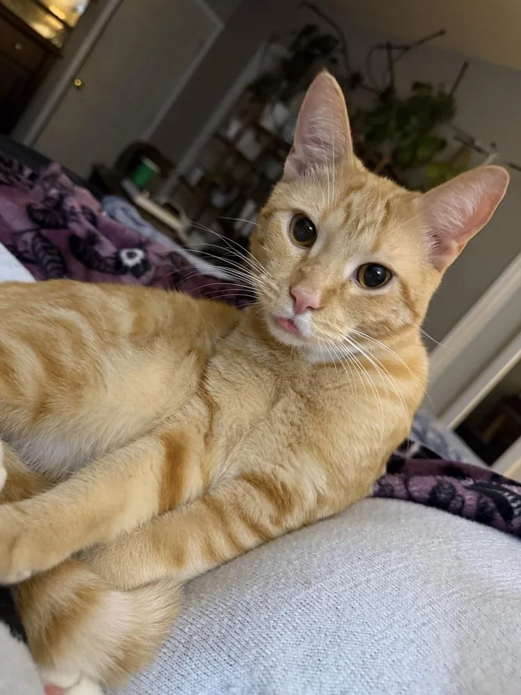 Cheddar Cheese thumbnail 3