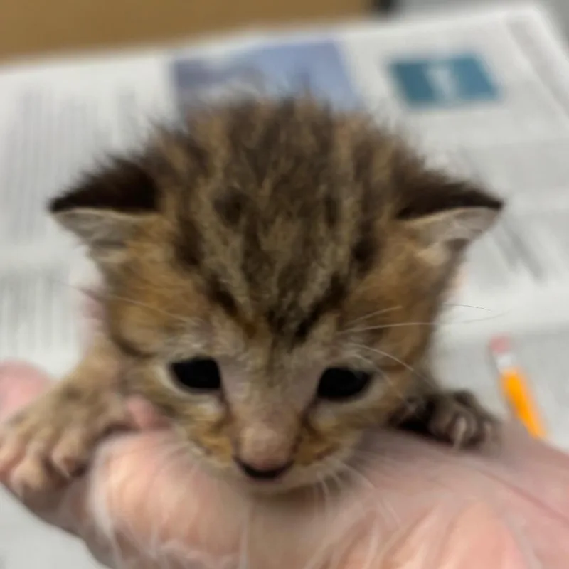 A baby small-sized female Brown / Chocolate Domestic Short Hair cat named Birdie for adoption in Jacksonville, FL