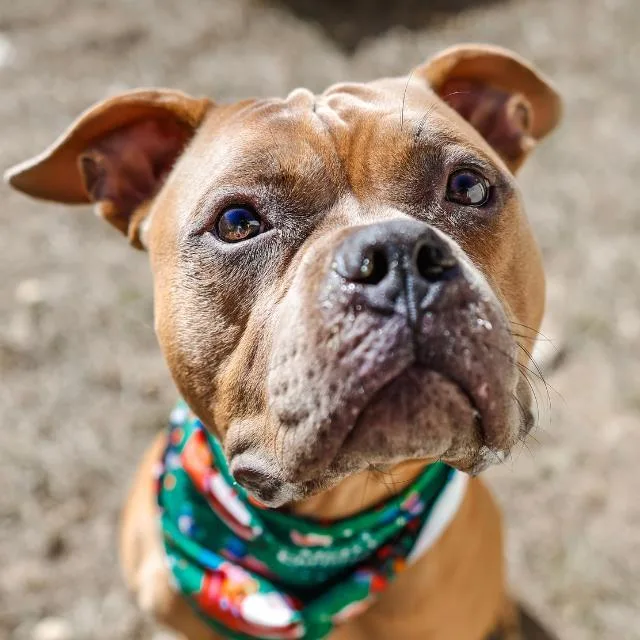 An adult medium-sized male American Staffordshire Terrier dog named Pico for adoption in San Antonio, TX