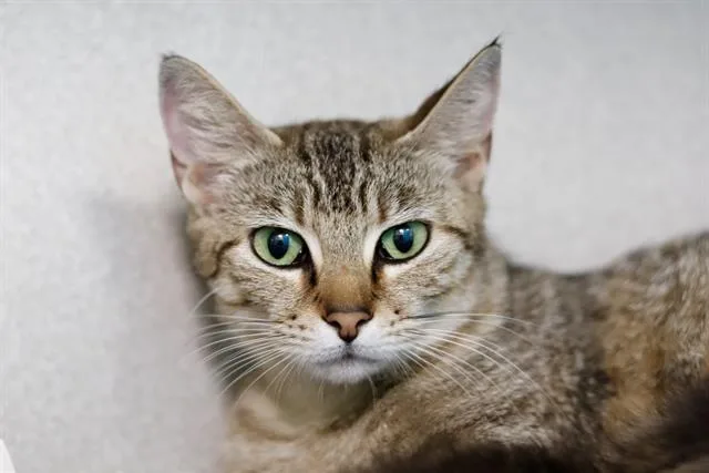 A young small-sized female Domestic Short Hair cat named Peaches for adoption in Dallas, TX