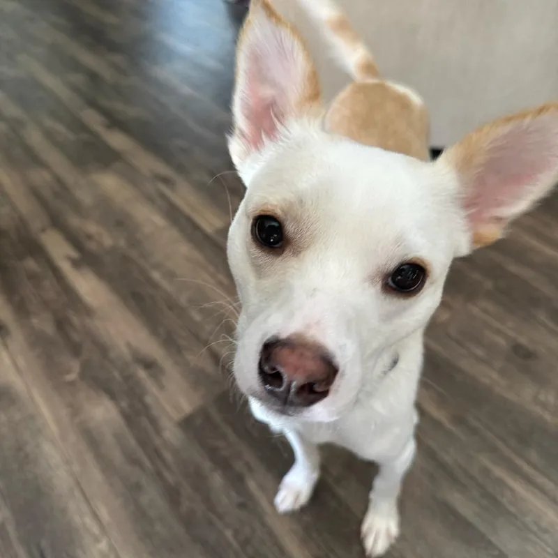 An adult small-sized male Chihuahua dog named Moose for adoption in Tyrone, GA