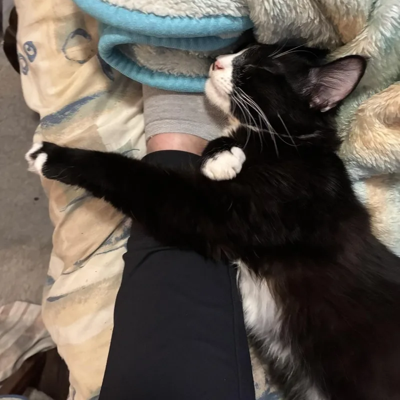 A young medium-sized male Tuxedo cat named Whiskers for adoption in Orange, CA