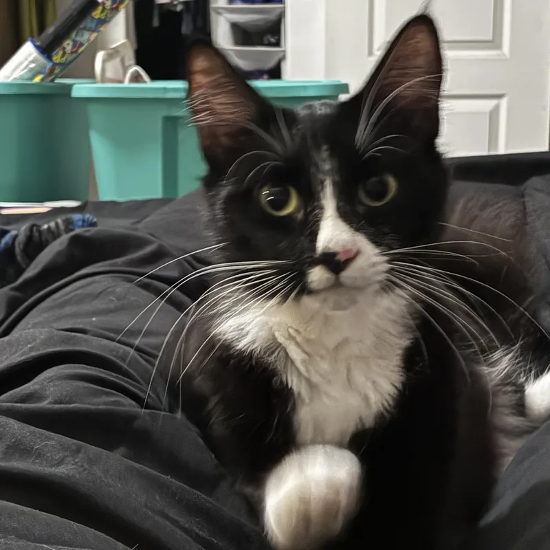 Whiskers thumbnail 3