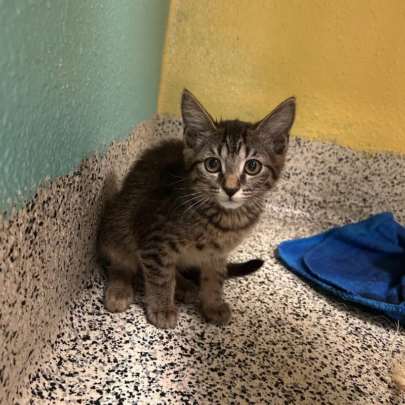A baby small-sized female Brown / Chocolate Domestic Short Hair cat named Keeley for adoption in Fresno, CA