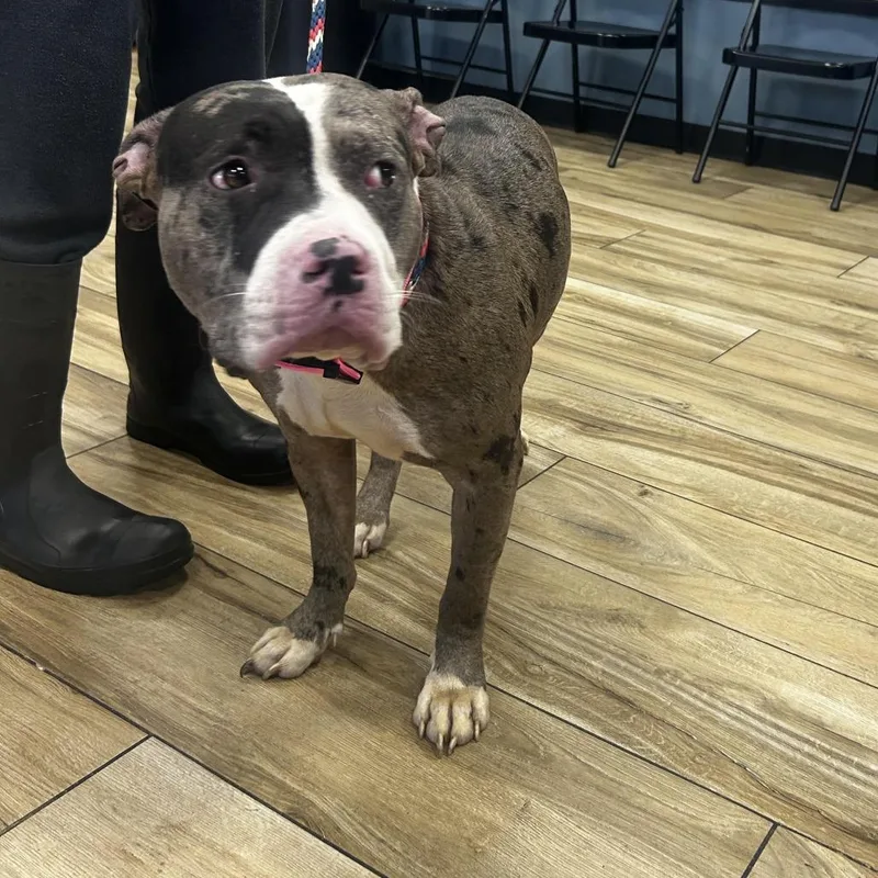 An adult large-sized female Gray / Blue / Silver Pit Bull Terrier dog named Betsy for adoption in Newark, NJ
