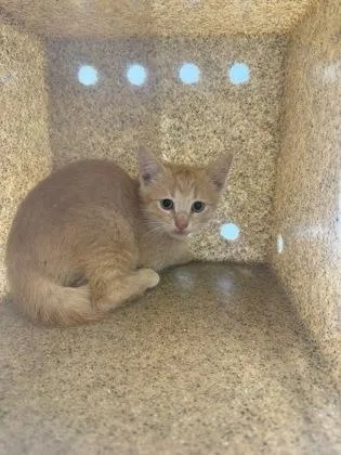 A baby small-sized male Domestic Short Hair cat named Tbone for adoption in Lafayette, IN