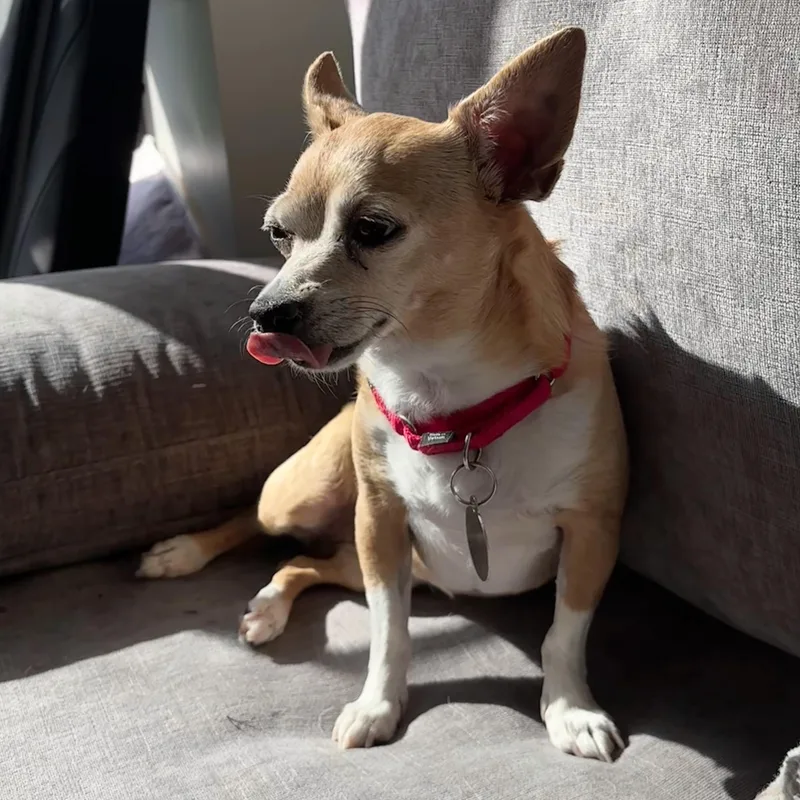 A senior small-sized female Chihuahua dog named Sammy for adoption in Brooklyn, NY