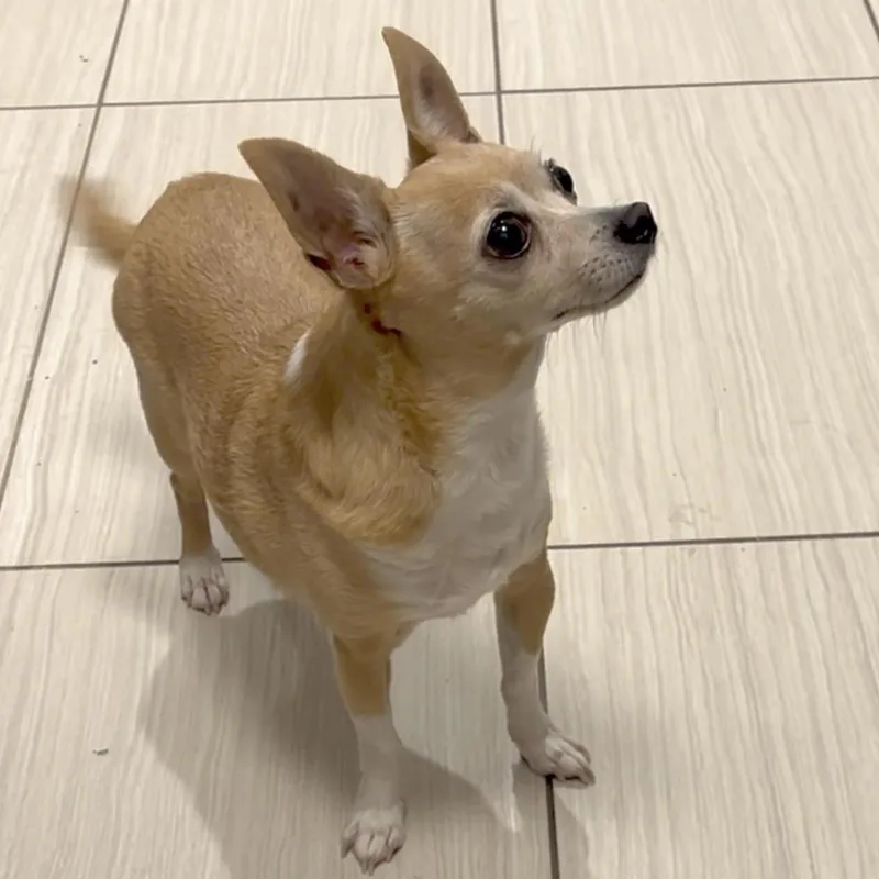 Sammy thumbnail 2