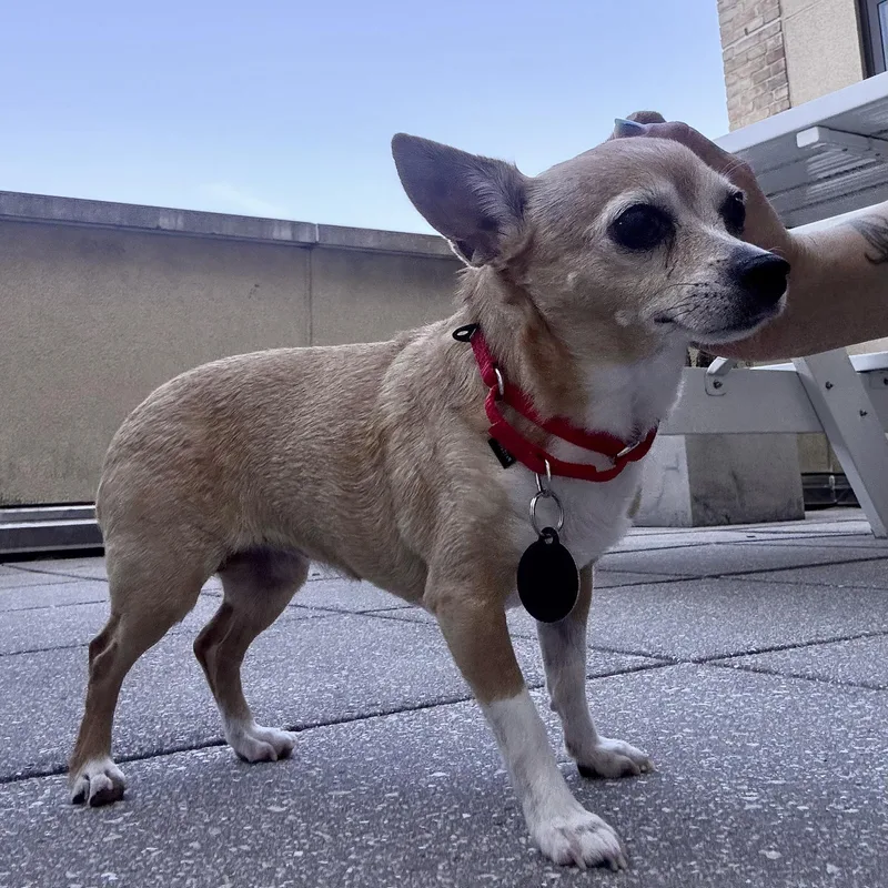 Sammy thumbnail 3