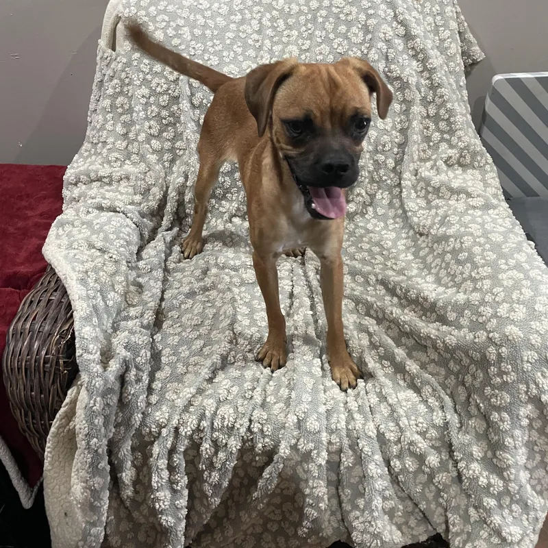 An adult small-sized male Apricot / Beige Puggle dog named Pugsley for adoption in Lisbon, OH