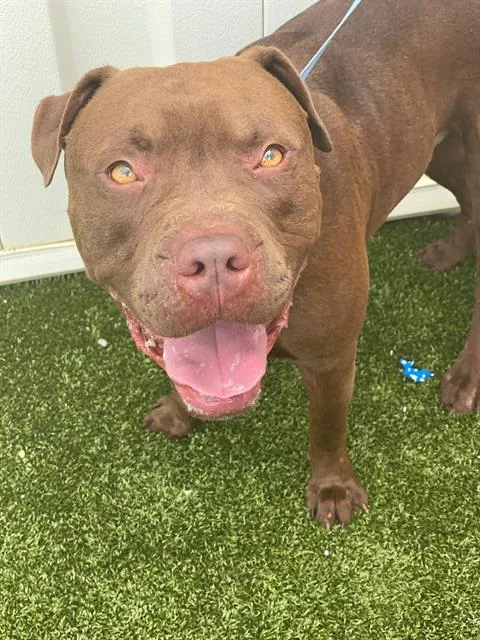 An adult large-sized male Pit Bull Terrier dog named Ace for adoption in Fayetteville, NC