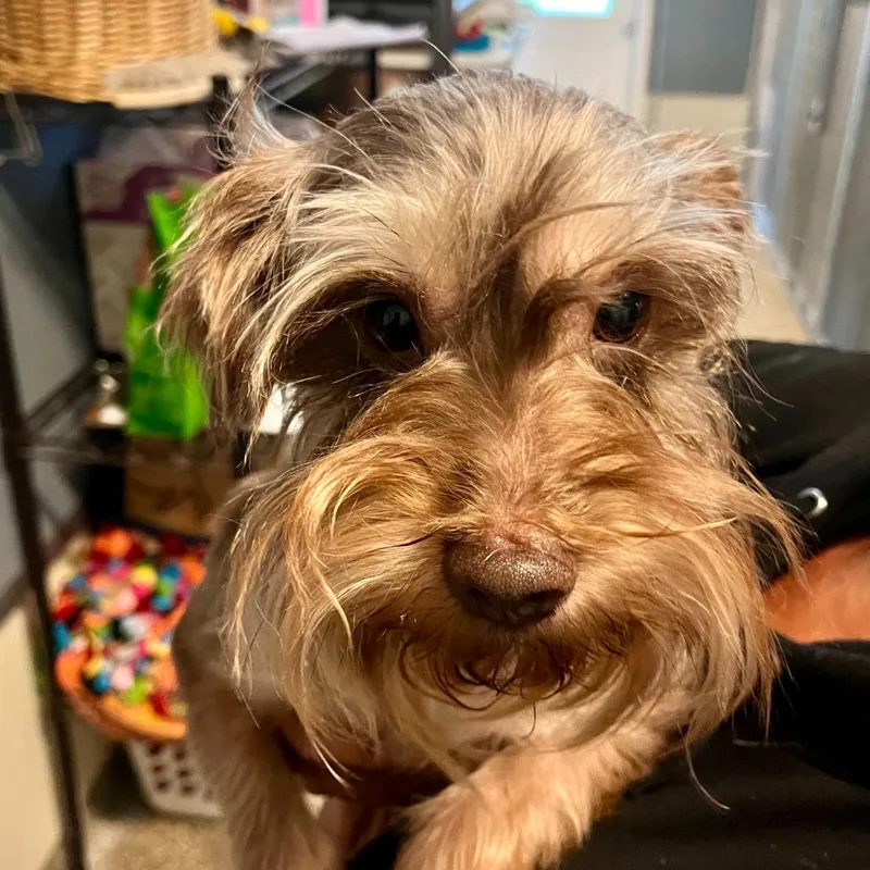 An adult medium-sized male Schnauzer dog named Carmelo for adoption in Eastsound, WA