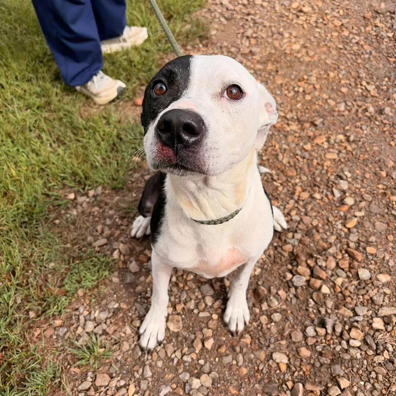 An adult small-sized female White / Cream American Staffordshire Terrier dog named Serenity for adoption in Franklin, NC