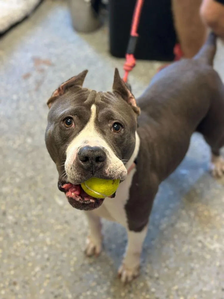 A senior large-sized female American Bulldog dog named Nefertiti for adoption in Lakeland, FL