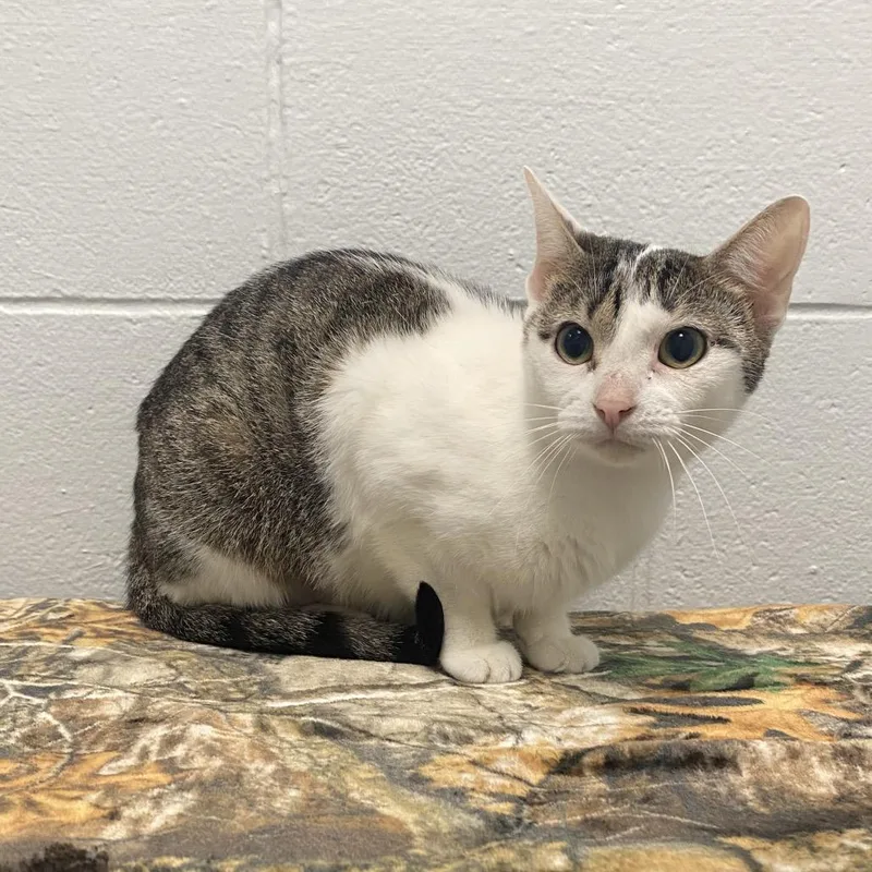 An adult medium-sized female Brown / Chocolate Domestic Short Hair cat named Barracuda for adoption in Dayton, OH