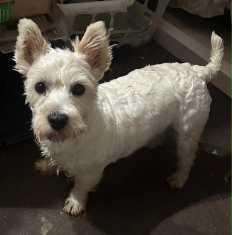 An adult medium-sized female West Highland White Terrier / Westie dog named Hannah for adoption in Rye, NH