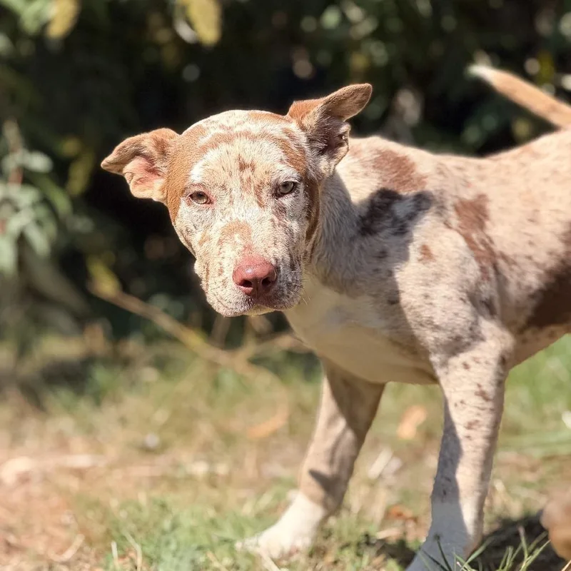 A young medium-sized female Red / Chestnut / Orange Catahoula Leopard Dog dog named Dulce for adoption in Salem, OR