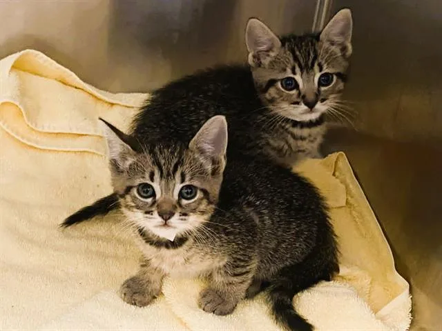 A baby small-sized female Domestic Short Hair cat named Tippy for adoption in Tustin, CA