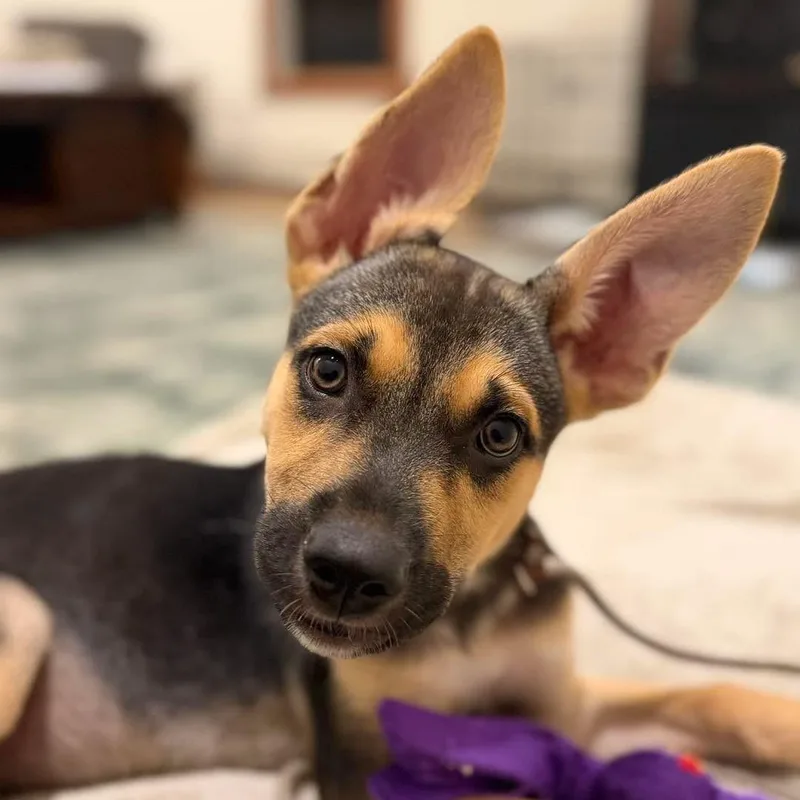A baby medium-sized male Tricolor (Brown, Black, & White) Mixed Breed dog named Benny for adoption in Yaphank, NY