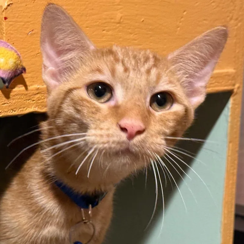 A baby small-sized male Orange / Red Domestic Short Hair cat named Rhodes for adoption in Tucson, AZ