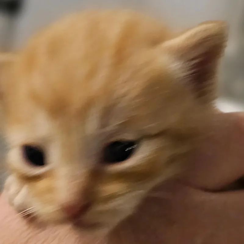 Rhodes thumbnail 4
